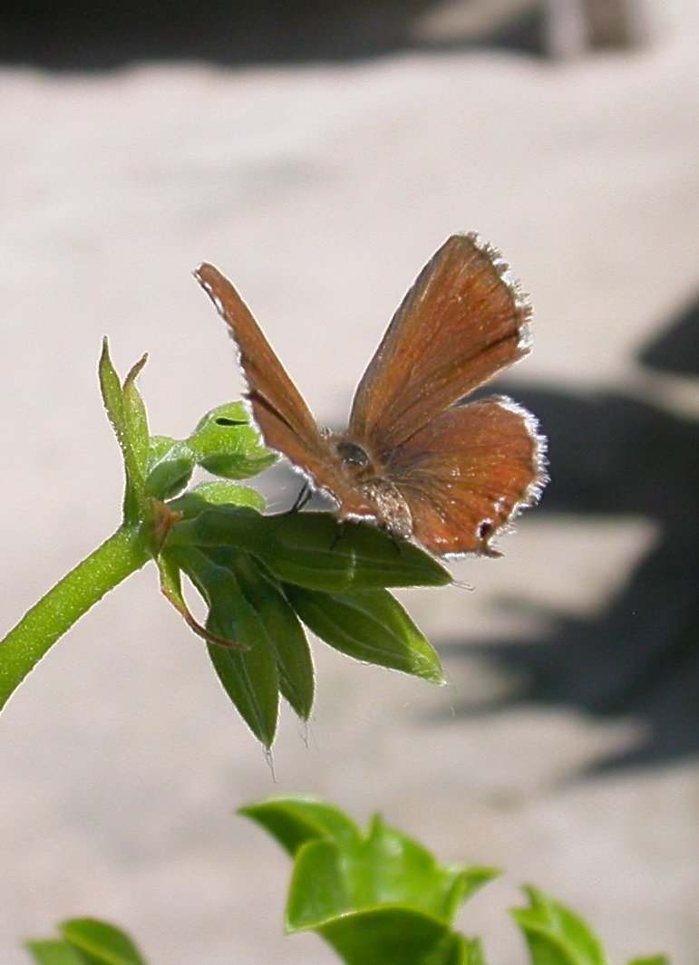 Cacyreus marshalli